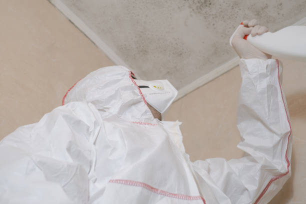 Best Post-Flood Mold Remediation in Central City, PA