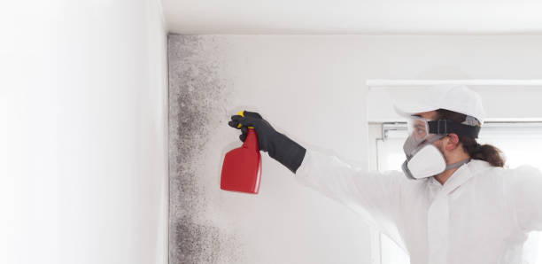 Best Preventive Mold Services in Central City, PA
